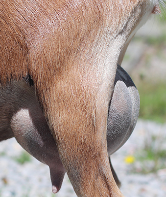 Lesperance Walk the Plank 